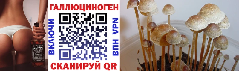 где купить наркотик Яблоновский кракен маркетплейс Галлюциногенные грибы Psilocybe